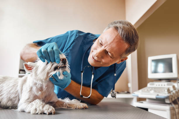 Best Weekend Emergency Dentist in Hampton, IL